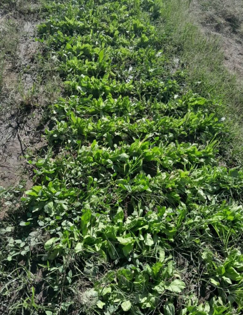 INSTITUTO PAIPPA: ACOMPAÑAMIENTO HORTÍCOLA A PRODUCTORA FERIANTE 4