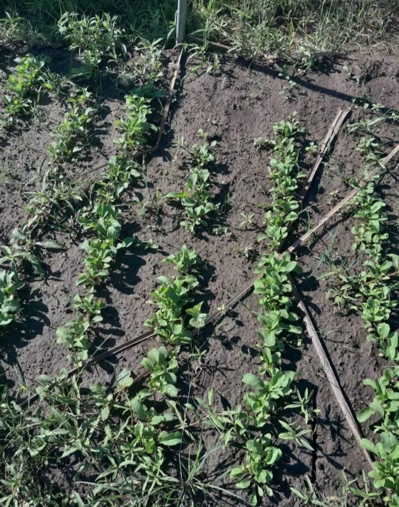 INSTITUTO PAIPPA: ACOMPAÑAMIENTO HORTÍCOLA A PRODUCTORA FERIANTE 3