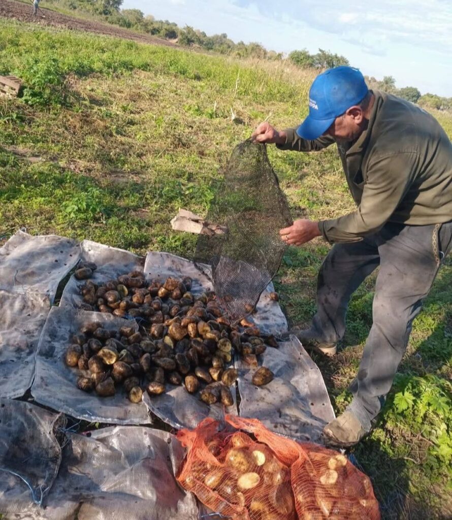Impulsan el cultivo de papa en Formosa como parte de la diversificación agrícola y soberanía alimentaria 2
