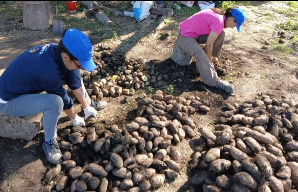 Impulsan el cultivo de papa en Formosa como parte de la diversificación agrícola y soberanía alimentaria 3