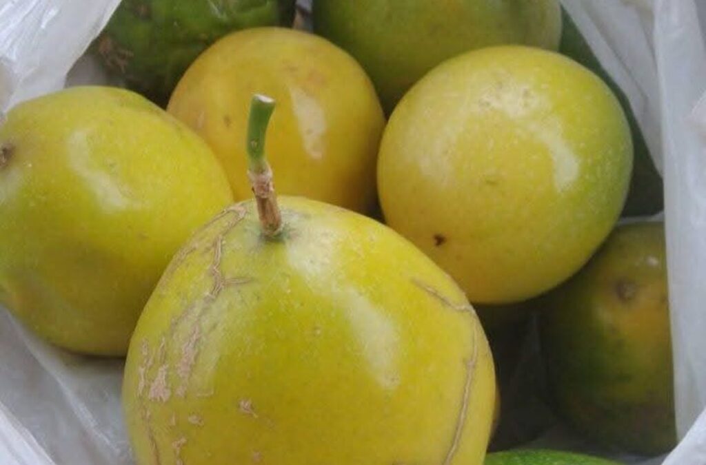 Del restaurante a la chacra: Nelson Beterette, pionero de frutas tropicales en Formosa 3