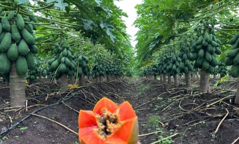 Del restaurante a la chacra: Nelson Beterette, pionero de frutas tropicales en Formosa 1